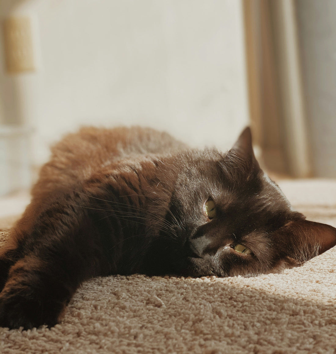 [CLEANMENT] The "Rubber Squeegee Pet Hair Sweep": How to extract deeply embedded cat and dog fur from rug fibers