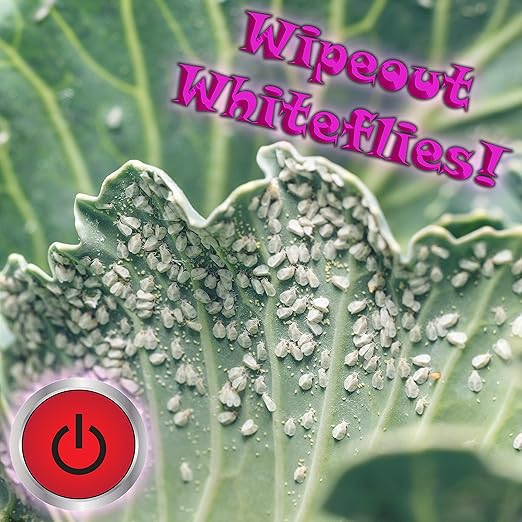 RAW Mighty 1 gal - NPK Industries Brings You This Ready-to-Use Pyrethrin for Safe and Effective Insect Control
